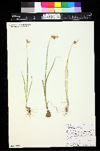 Allium geyeri image