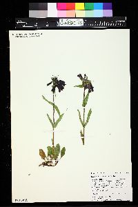 Penstemon whippleanus image