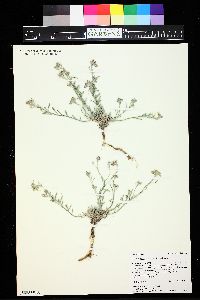 Physaria calcicola image