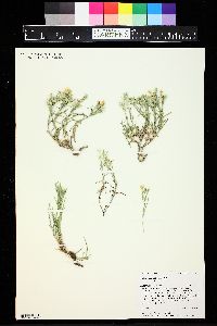 Phlox longifolia subsp. longifolia image