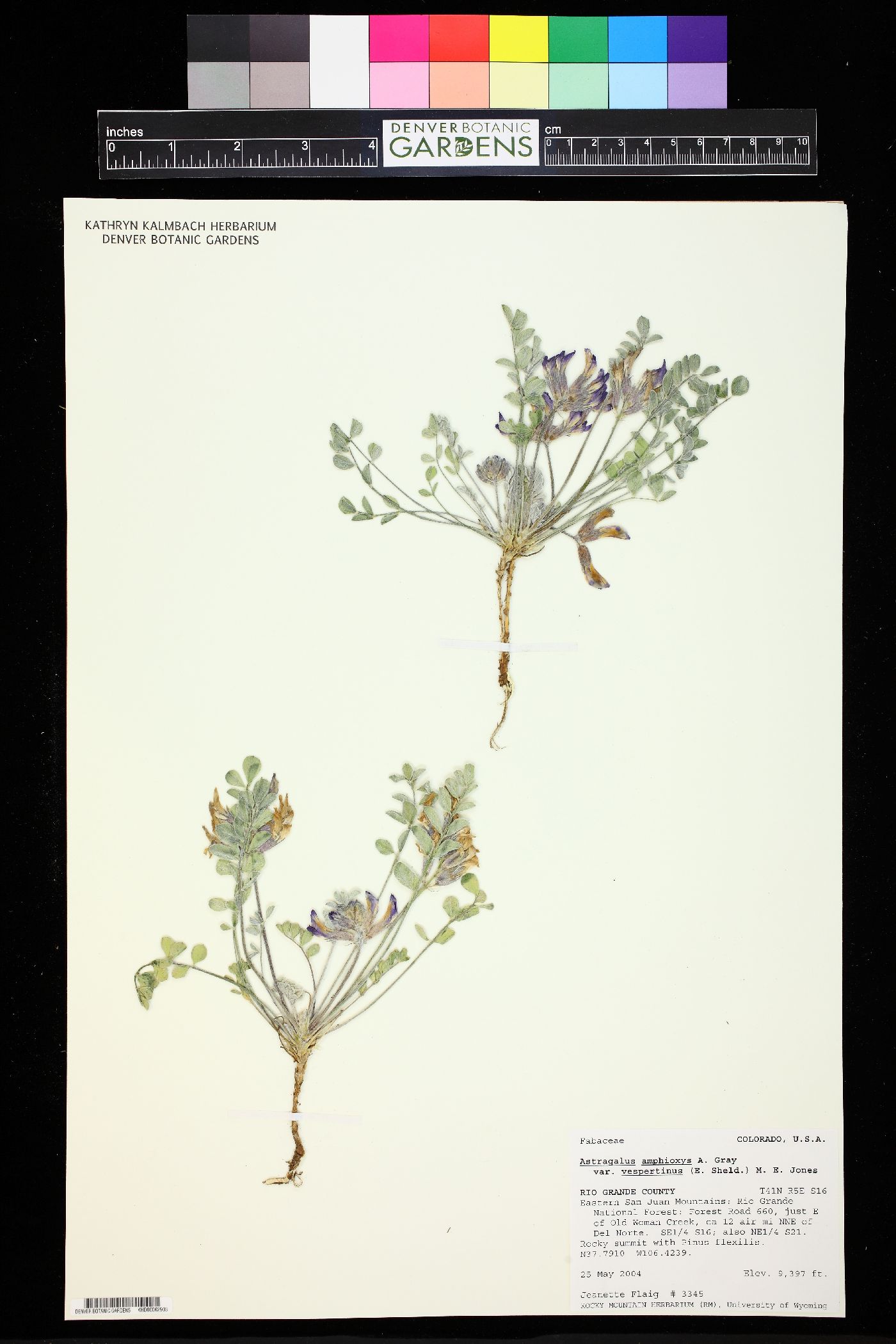 Astragalus amphioxys var. vespertinus image