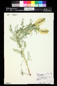 Astragalus drummondii image