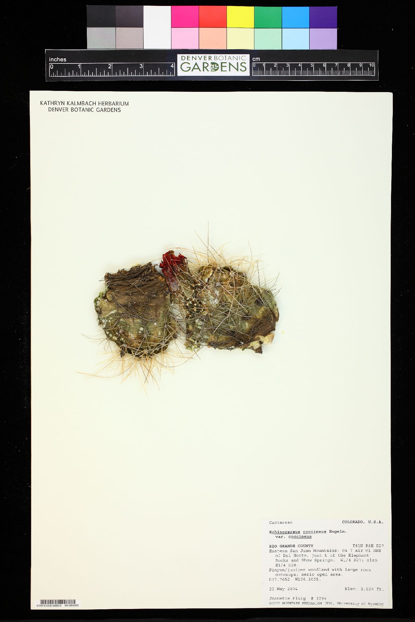 Echinocereus coccineus var. coccineus image