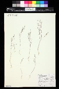 Gayophytum ramosissimum image