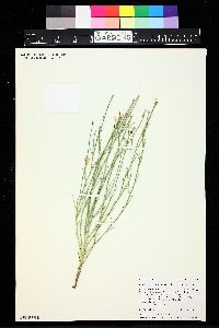 Lygodesmia juncea image