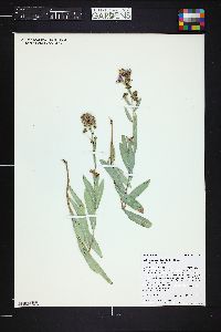 Herrickia glauca var. glauca image