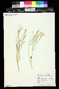 Ericameria parryi var. howardii image