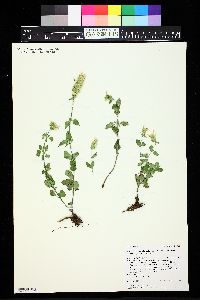 Agastache pallidiflora image