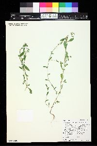 Polygonum argyrocoleon image