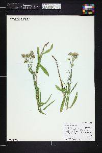 Symphyotrichum ascendens image