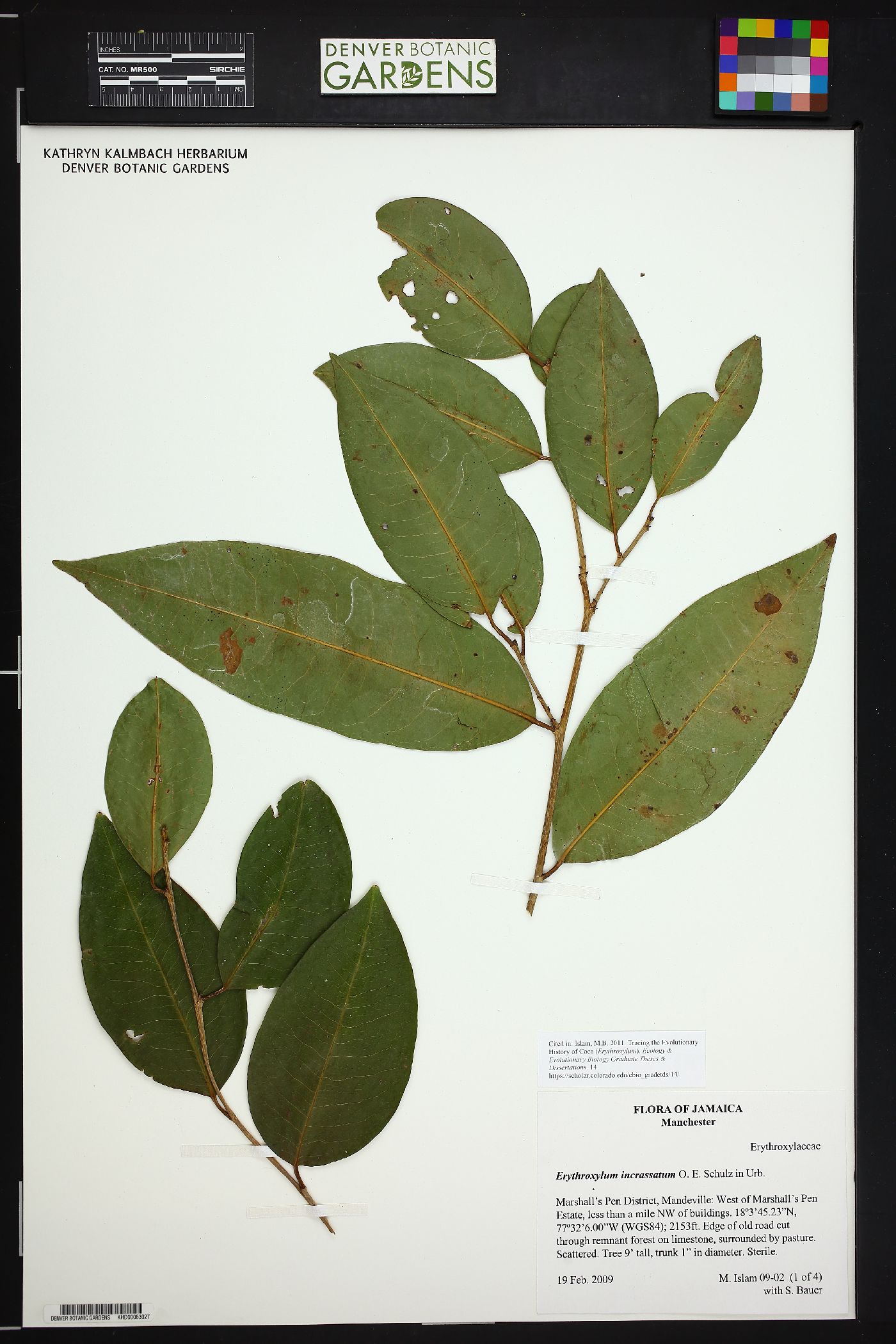 Erythroxylum incrassatum image