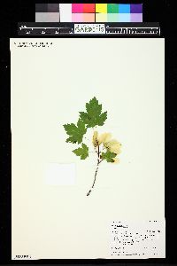 Acer glabrum image