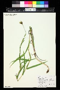 Tragopogon pratensis image