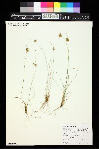 Juncus confusus image