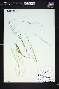 Piptatheropsis micrantha image