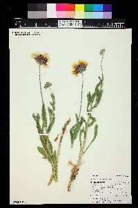 Gaillardia aristata image