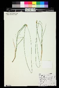 Carex occidentalis image