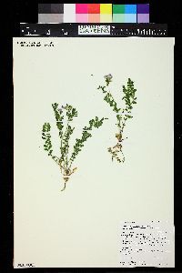 Polemonium pulcherrimum subsp. delicatum image