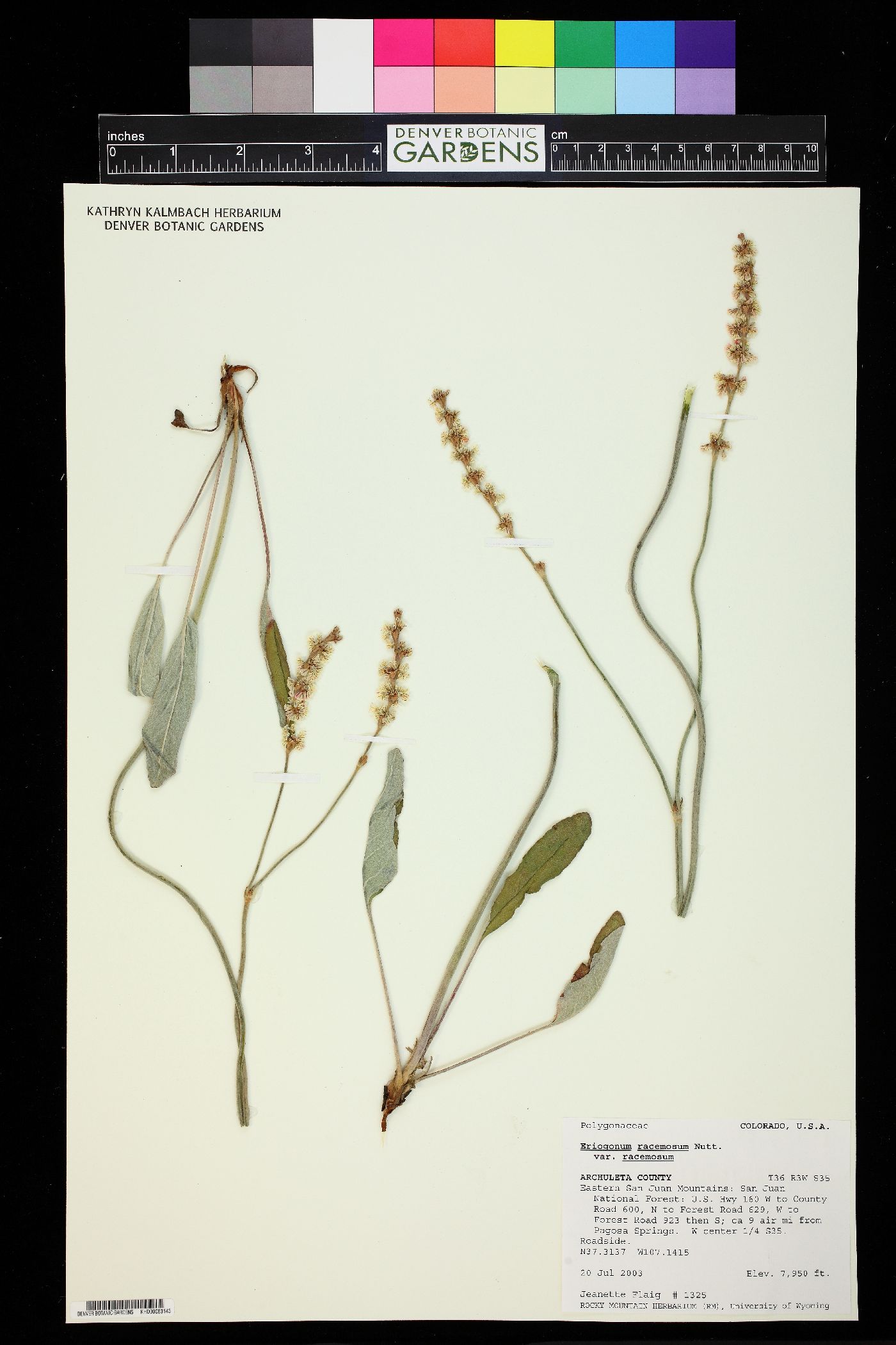Eriogonum racemosum var. racemosum image