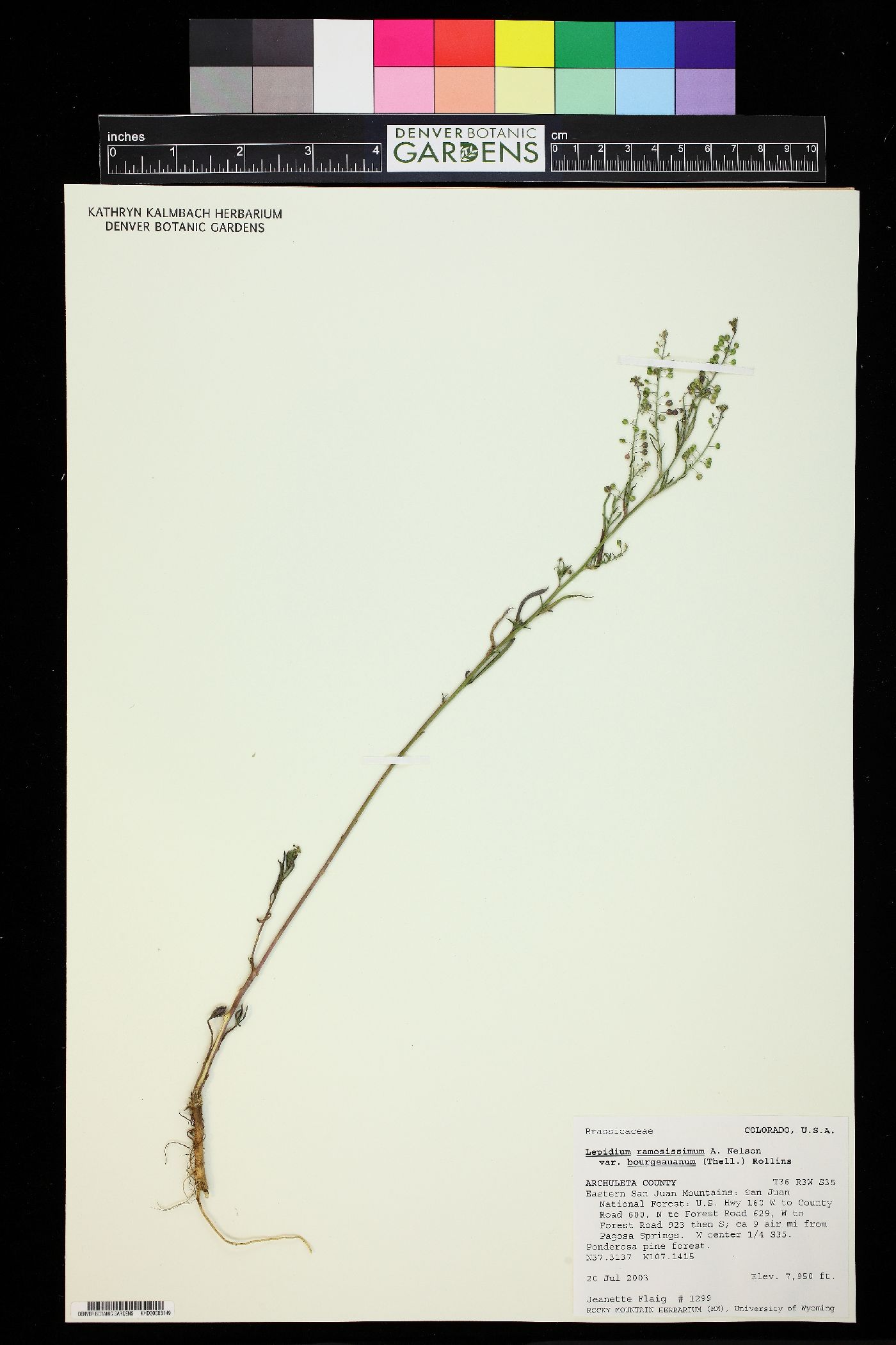 Lepidium ramosissimum var. bourgeauanum image