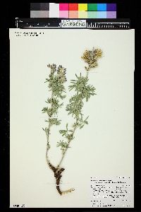 Lupinus caudatus subsp. argophyllus image