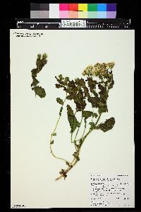 Senecio fremontii var. blitoides image