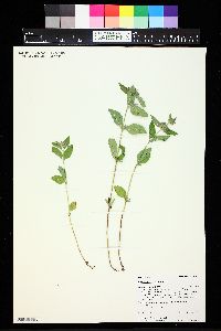 Clinopodium vulgare image