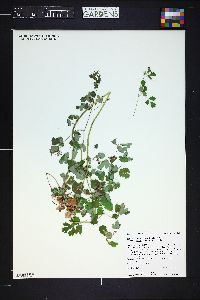 Thalictrum occidentale image