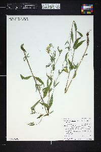 Heliomeris multiflora image