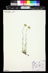Antennaria corymbosa image
