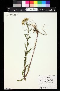 Senecio eremophilus var. kingii image
