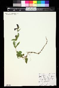 Penstemon whippleanus image