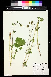 Geum macrophyllum image