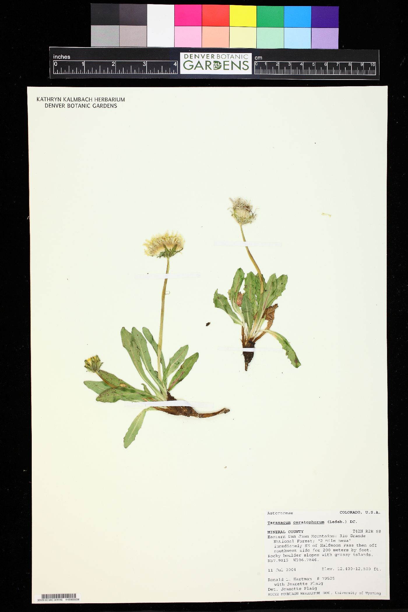 Taraxacum ceratophorum image