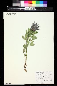 Thermopsis divaricarpa image