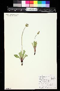 Agoseris glauca image