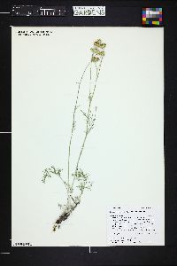 Hymenopappus filifolius image