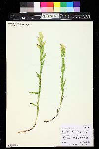 Castilleja septentrionalis image