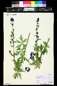 Aconitum columbianum image