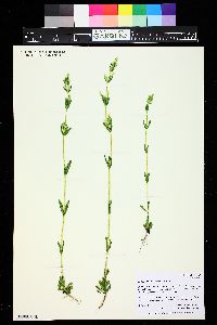 Gentianella amarella image