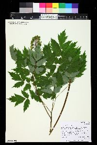 Actaea rubra image