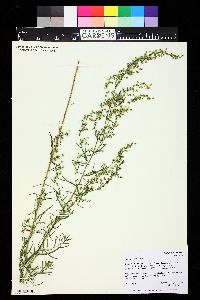 Artemisia dracunculus image