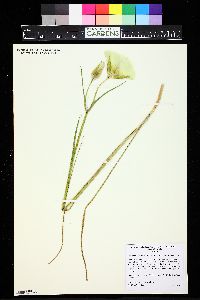 Calochortus gunnisonii image