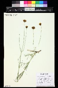 Thelesperma megapotamicum image