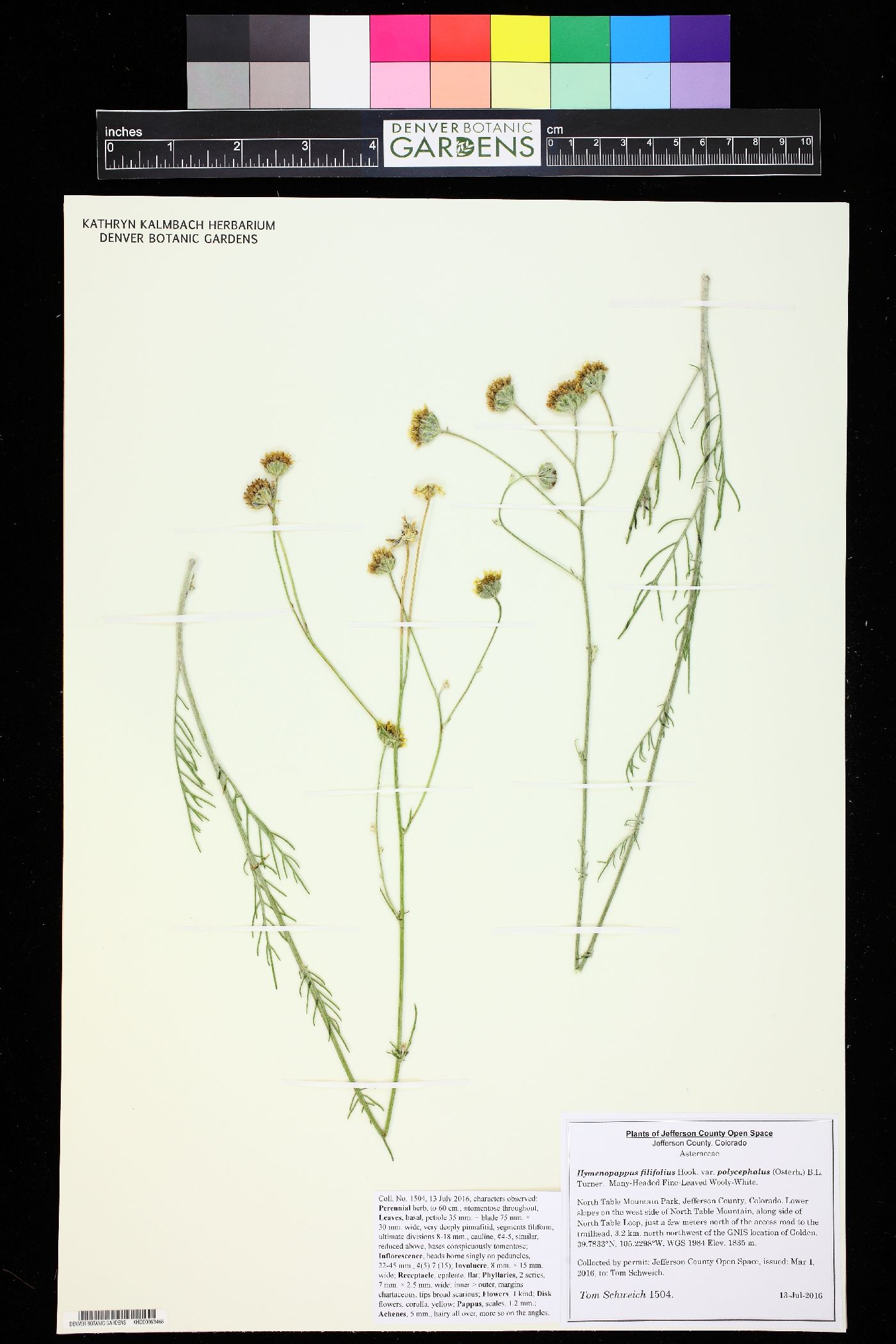 Hymenopappus filifolius var. polycephalus image