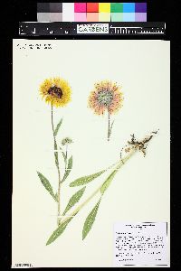 Gaillardia aristata image