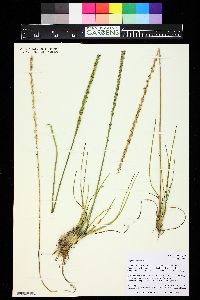 Triglochin maritima image