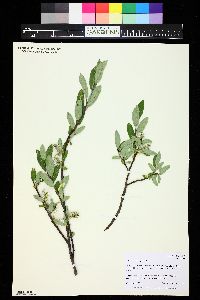 Salix brachycarpa image