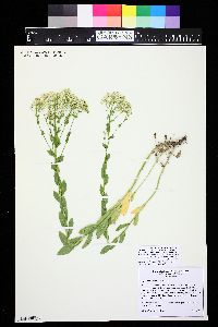 Lepidium draba image