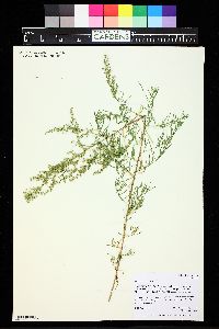 Artemisia dracunculus image